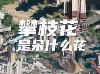 攀枝花是朵什么花